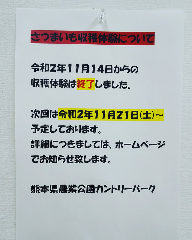 さつまいも収穫体験終了